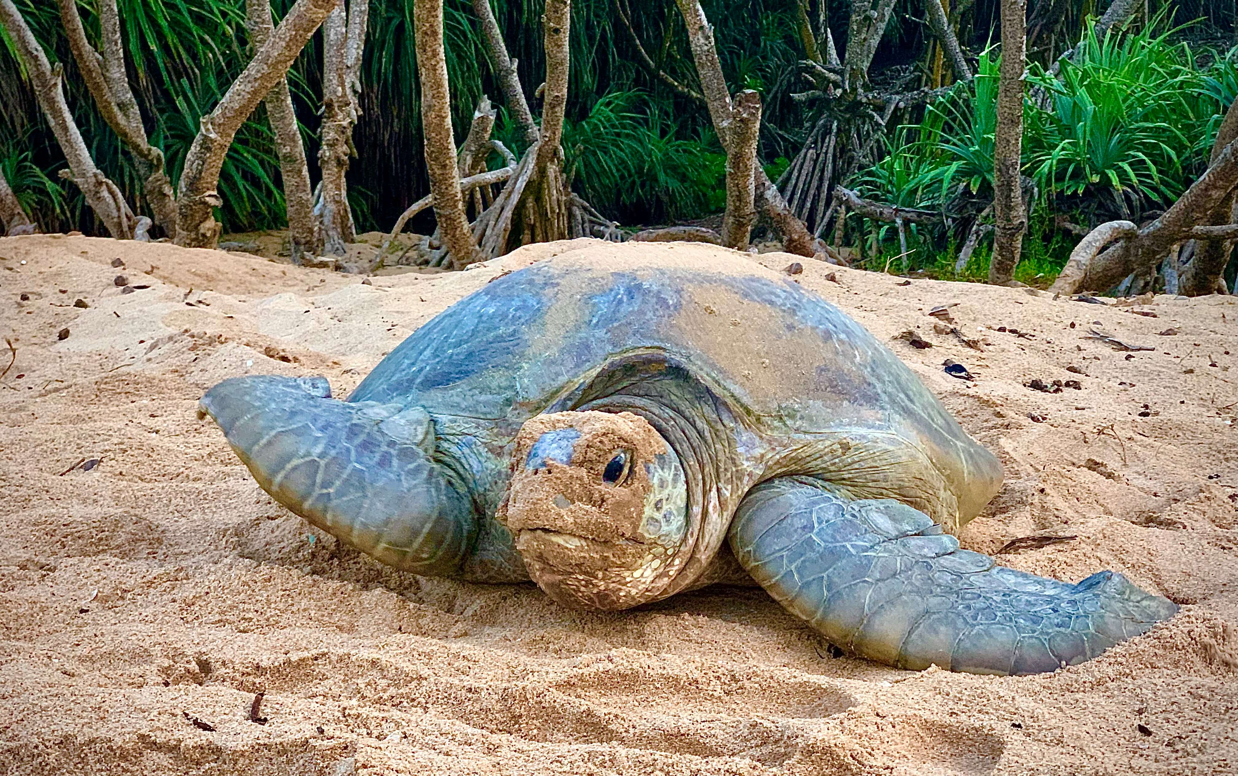 Sea turtle nesting at Rekawa Beach, Sri Lanka