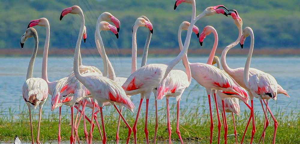 Kumana Bird Sanctuary