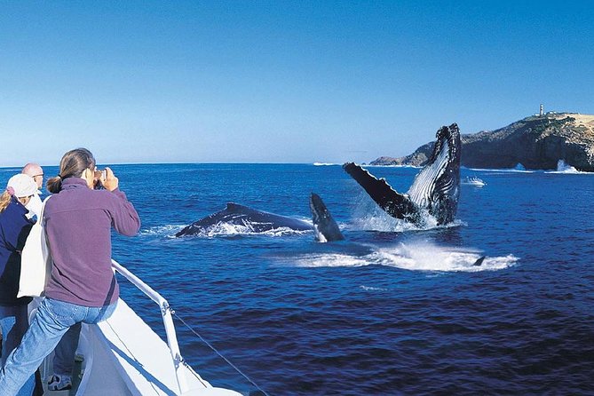 Whale Watching