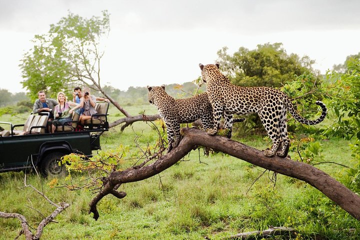 Yala Safari